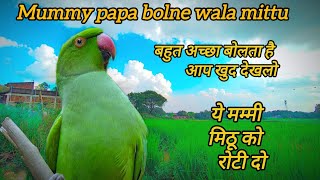 मम्मी मिठू को रोटी दो🤤 mummy papa bolne wala mittu 🥰 Tote ki awaz 🦜 talking parrot 😅