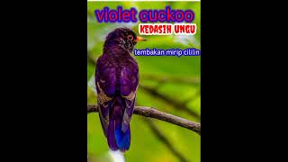Download lagu KEDASIH UNGU ( VIOLET CUCKOO ) SUARA MASTERAN MIRIP DENGAN CILILIN mp3 Download lagu KEDASIH UNGU ( VIOLET CUCKOO ) SUARA MASTERAN MIRIP DENGAN CILILIN mp3