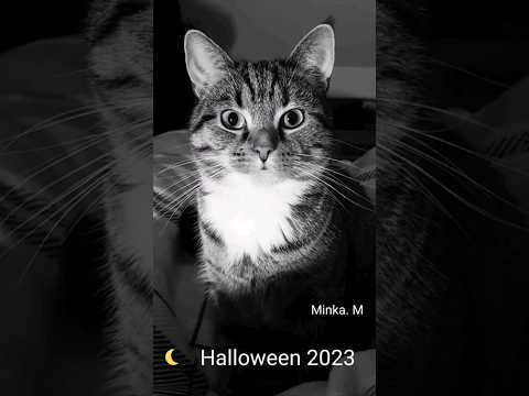 Halloween 2023  🎃 Minka ist natürlich mit dabei 😂🤣