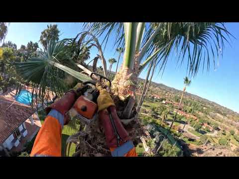 Podando Palmeras Altas con Espuelas / Rancho Santa Fe