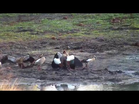 Djuma: Egyptian Goose adults fighting - 07:01 - 05/28/20