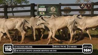Vídeo LOTE 110