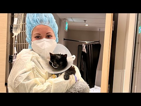 The one where Rachel survives panleukopenia! #MiracleKitten