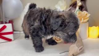 ハーフ犬の動画01