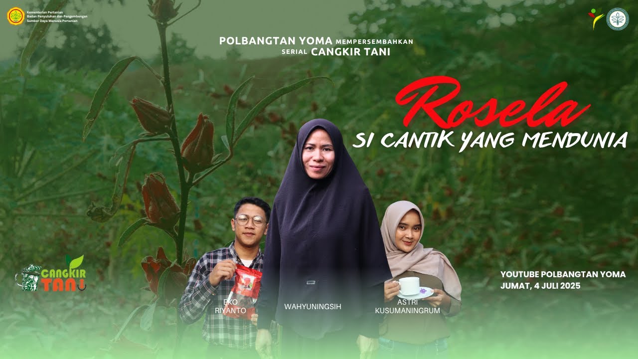 Cangkir Tani Episode 37 : Rosella, Si Cantik yang Mendunia