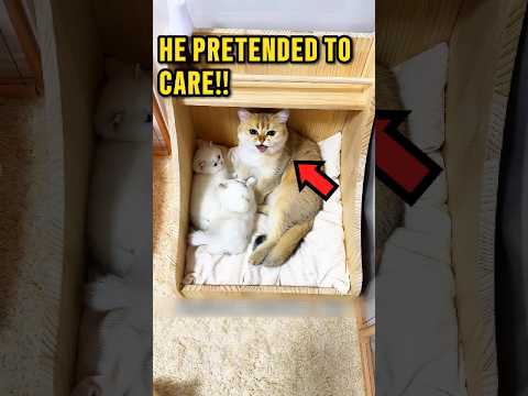 Why Male Cats Should NEVER Do This After Birth 😅❤️