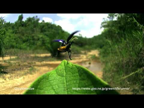 ムネアカコメツキモドキの飛翔