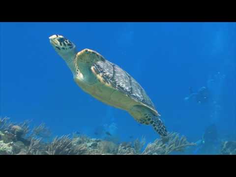 Méditation ACIM sur la leçon 3 - David Hoffmeister Un cours en miracles