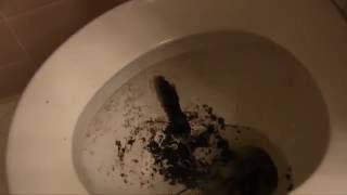 popular youtube video