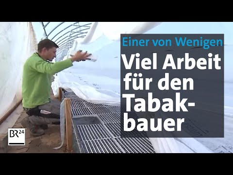 Tabakanbau in Bayern: 400-jährige Geschichte | BR24