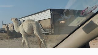 Download lagu Khubsurat Janwar Ke Sath | Aj Ka Vlog | Animal in Zoo | Ashiq Pardesi Vlog mp3 Download lagu Khubsurat Janwar Ke Sath | Aj Ka Vlog | Animal in Zoo | Ashiq Pardesi Vlog mp3