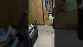 #shorts レーザーポインター