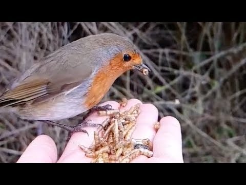 Beautiful Slow Motion Video Of A Bird Flying And Eating Food
