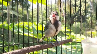 Download lagu Gelatik Batu Muda Gacor Sangat Efektif Buat Pancingan Gelatik Bahan Langsung Nyaut mp3