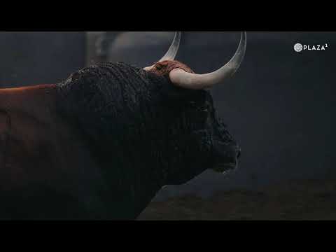 Desembarque de los toros de la Corrida concurso de ganaderías