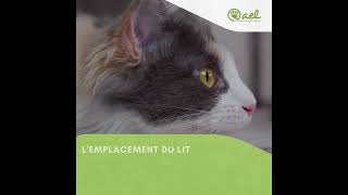Comment choisir le lit pour chat idéal pour votre ami félin?