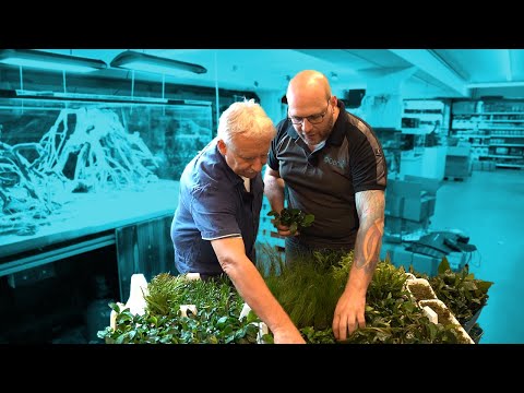 Pflanzen für das 1000 Liter AFRIKA AQUARIUM - Kongo-Style