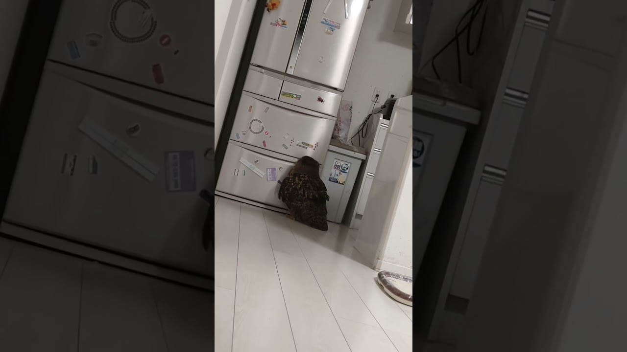 【フクロウ】こんなところに❗️ #shorts