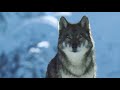 Wildlife Documentary Hindi Documentary Documentary In Hindi National Geographic