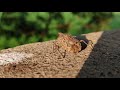 Brown Insect Walking Nature Video Copyright Free Video FFG