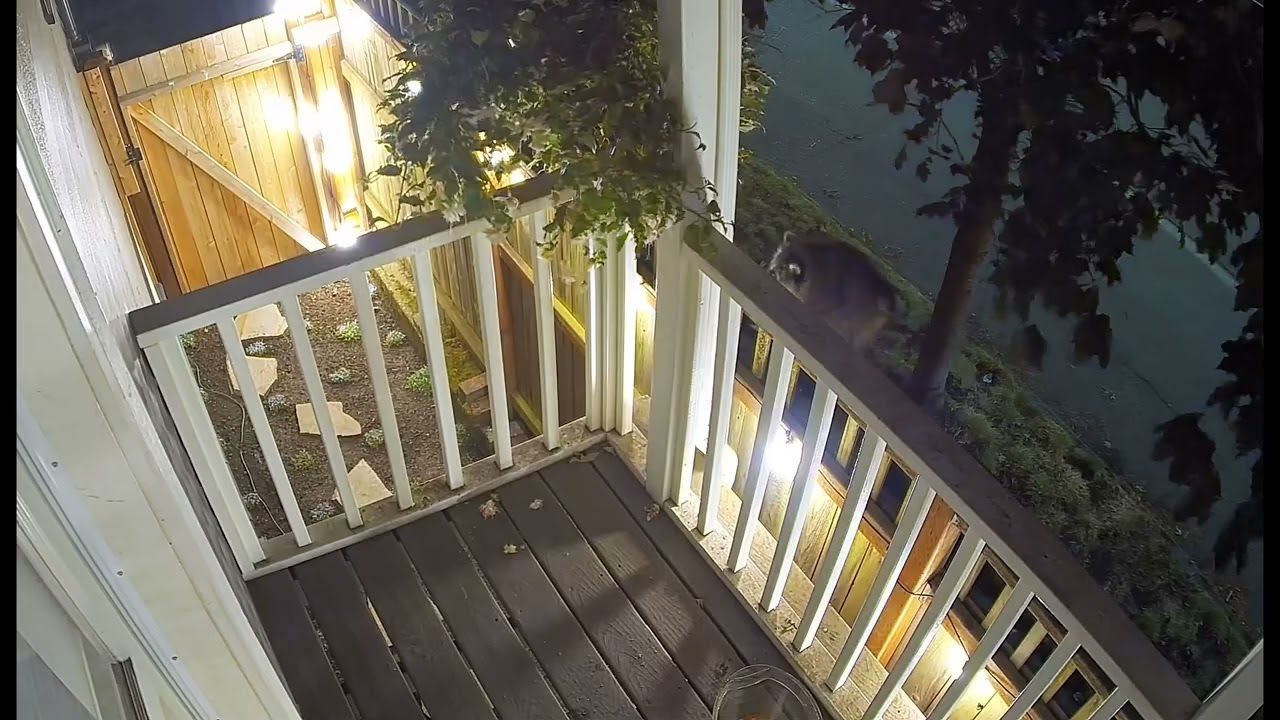 Jimothy the Famous Raccoon With Short Spine Syndrome Spotted on Seattle Balcony || ViralHog