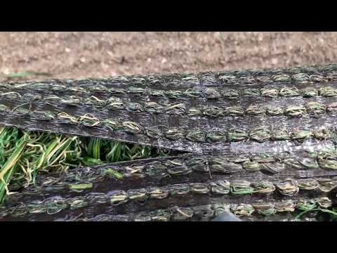 Perfect Artificial Turf Seams ---  Making a Perfect Turf Seam