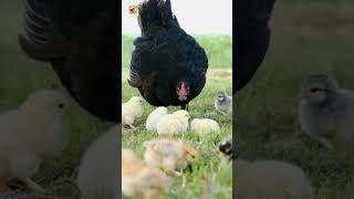 Chick Sounds | Mother Hen With Her Baby Chicks Pecking And Foraging For Food