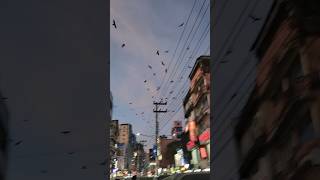 Beautiful @ararmanrahman7039