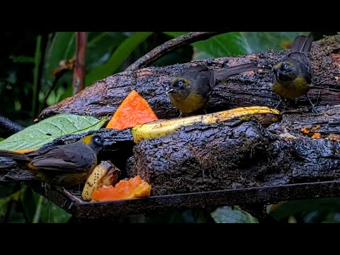 Trio Of Dusky-faced Tanagers Share Nibbles Of Banana In Panama – June 17, 2025