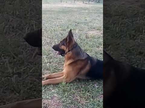 Il mio grande campione