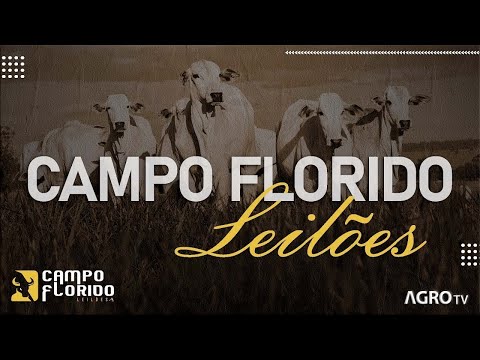 CAMPO FLORIDO LEILÕES AO VIVO - CAMPO FLORIDO MG