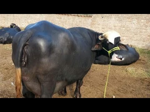 download lagu mp3 mp4 Buffalo Pictures In Pakistan, download lagu Buffalo Pictures In Pakistan gratis, unduh video klip Buffalo Pictures In Pakistan