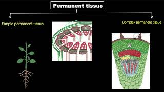 Simple permanent tissues | Tissues | Biology class 9 | Khan Academy