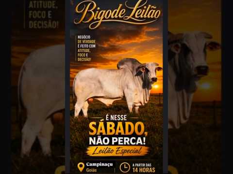 LEILÃO DE GADO DE CORTE ESPECIAL - BIGODE LEILÕES CAMPINAÇU - GO - 18/07/2026