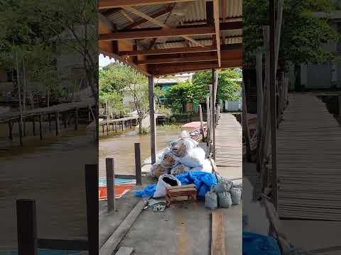 Ponta Negra, Muaná-Pará em 26/05/2025.  #muana #cop30 #amazon #pará