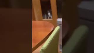 すりガラスの隙間上手く使えるようになったからずっとみてる #ボストンテリア