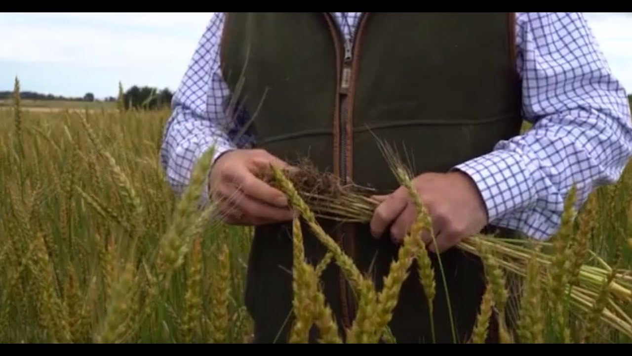Introducing Scotland The Bread