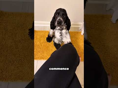 Mon chien m'a sauvé la vie sans même que je m'en rende compte 🐕❤️