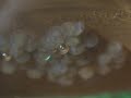 Chaetostoma formosae Chaetostoma formosae