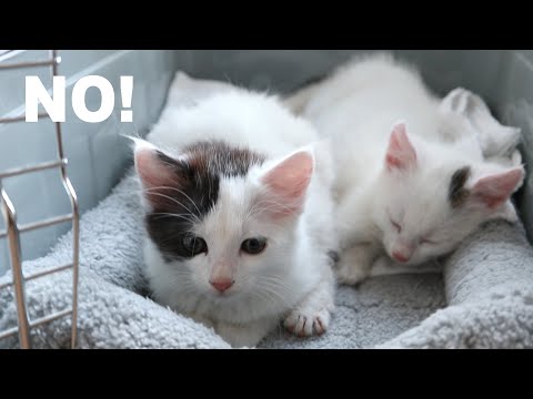 New Kittens Won't Get Out Of The Carrier | Bringing Home Kittens | We Adopted Two Kittens