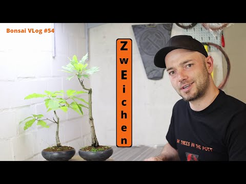 Die ZwEichen - Bonsais mit besonderer Geschichte [Umtopfen & zurückschneiden] | Bonsai VLog #54