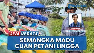 Petani Singkep Lingga Raup Cuan dari Panen Raya Semangka Madu, Bersaing dengan Hasil Luar Daerah