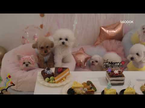 강아지 애견웨딩드레스 반려견웨딩 드레스 쏘오옥튜튜드레스