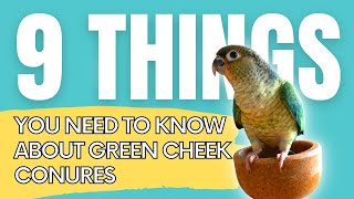 9 Things You NEED to Know About TURQUOISE GREEN CHEEK CONURES!