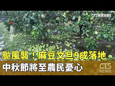 颱風襲！麻豆文旦9成落地　中秋節將至農民憂心