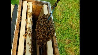 How We Restock Nuc We Just Sold Splitting Bees