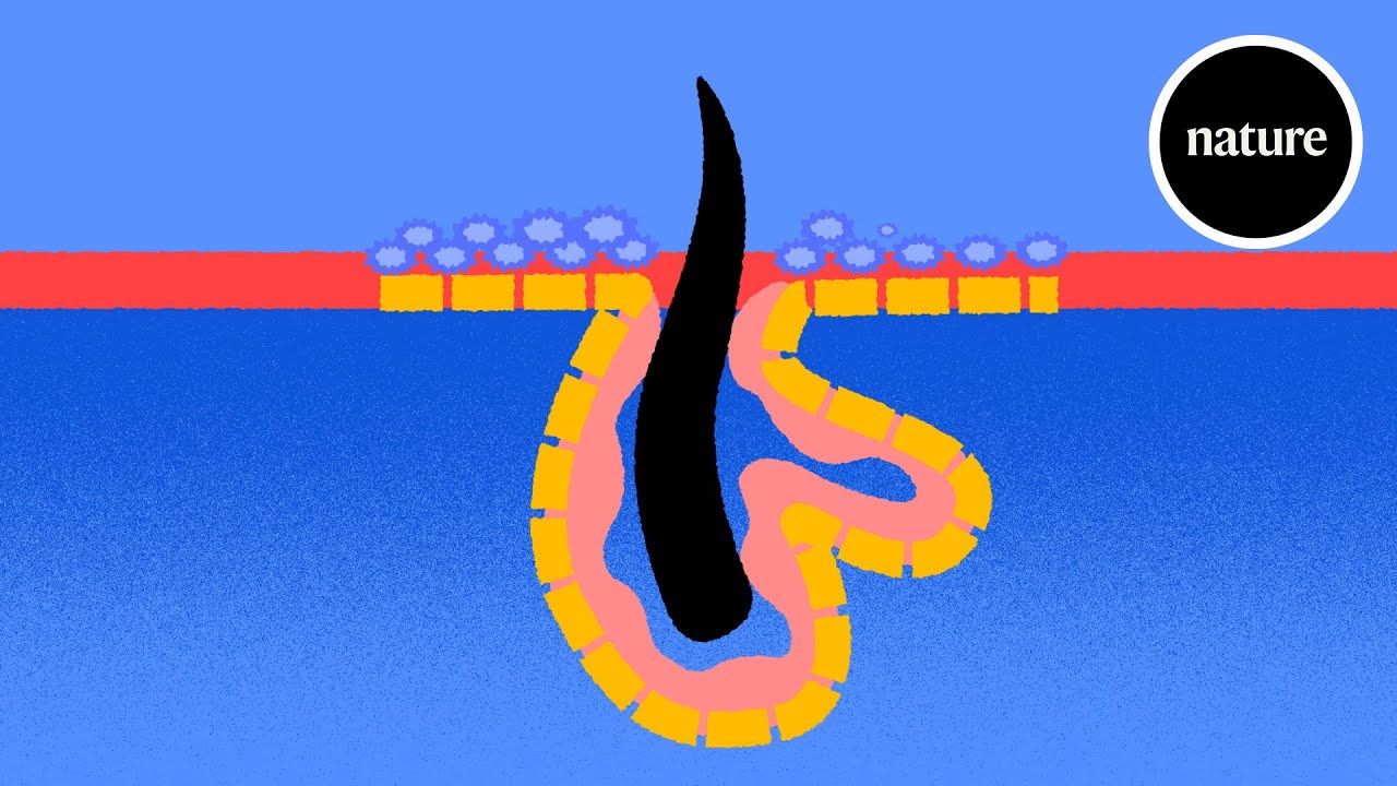 The skin microbiome: a healthy bacterial balance - YouTube