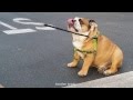 English Bulldog struggles with long walks