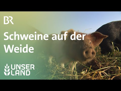 , title : 'Die Sau rauslassen: Schweine auf der Weide | Unser Land | BR Fernsehen'
