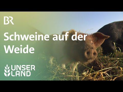 Die Sau rauslassen: Schweine auf der Weide | Unser Land | BR Fernsehen